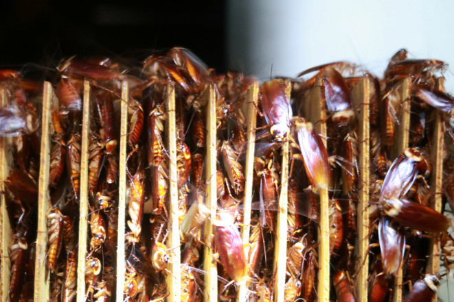 Is cockroach a solution for food waste disposal?