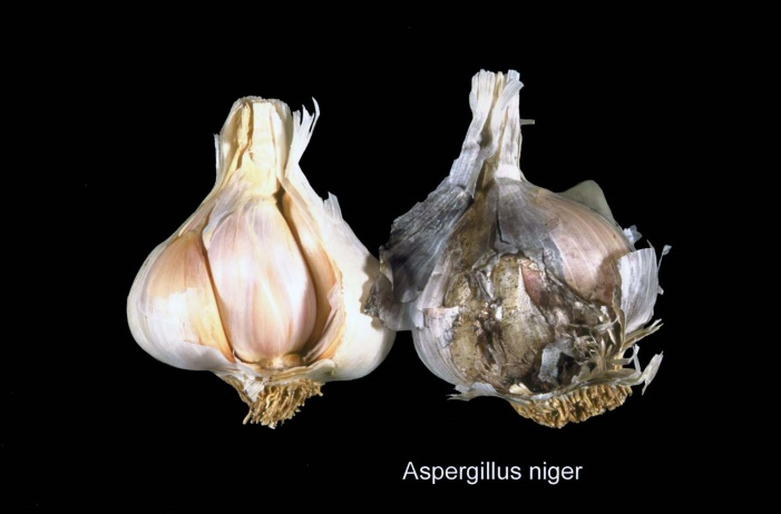 4 garlic