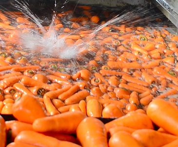 wash carrots
